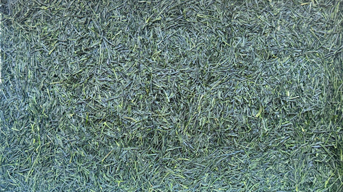 2026 Tanegashima Hashiri Kabusecha - Ozaki Shigehisa - Yabukita - 50g